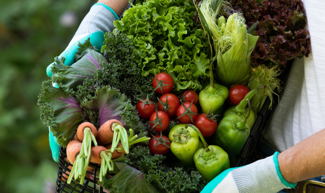 Creating A Summer Vegetable Garden